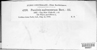 Puccinia malvacearum image
